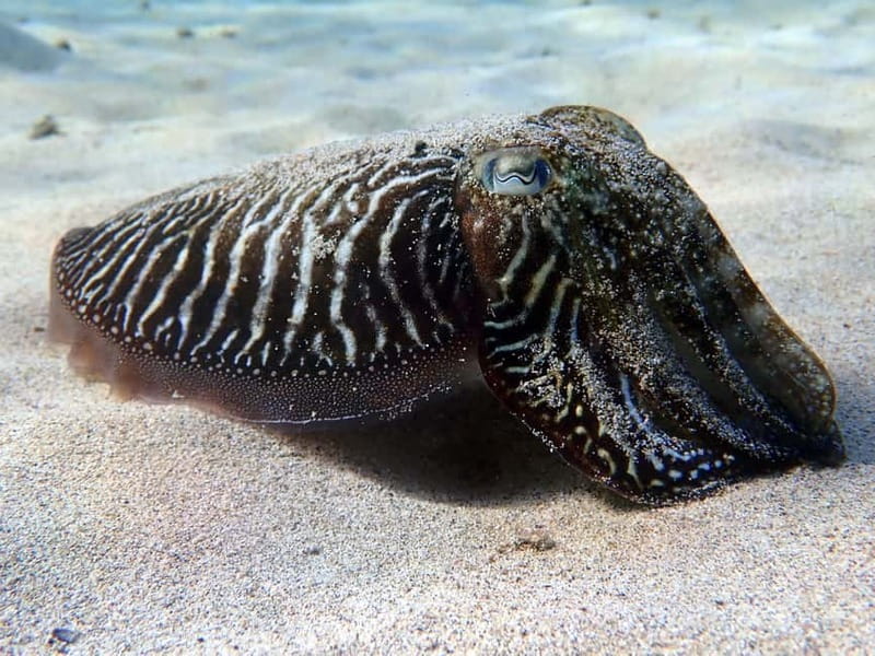 Lanzarote: Beginner Try Scuba Diving Costa Teguise (2 dives) - The hour break gives you time to reset