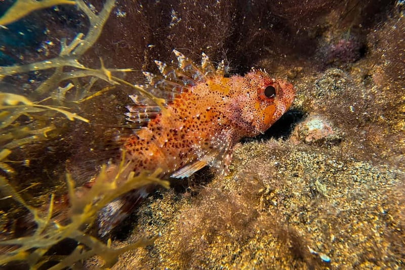 Lanzarote: Beginner Try Scuba Diving Costa Teguise (2 dives) - What the $147 price includes