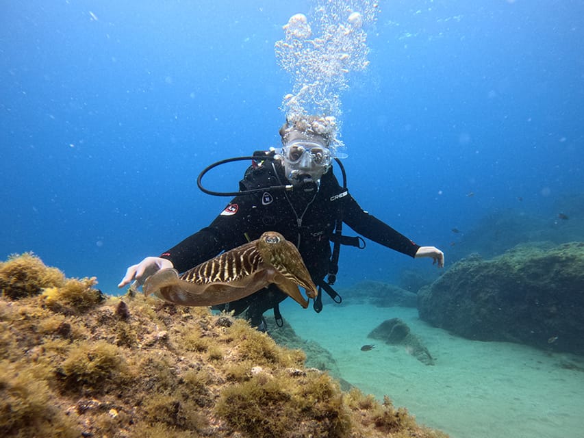 Lanzarote: Intro to Diving Experience for Beginners - The coastal water and what you may see