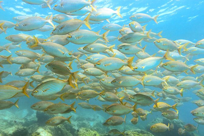 Lanzarote Introductory Scuba Diving Experience - Why Playa Chica is a sensible first scuba site