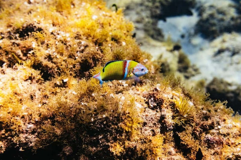 Lanzarote: Scuba Dive at Museo Atlántico for Beginners - Practical strengths and possible drawbacks