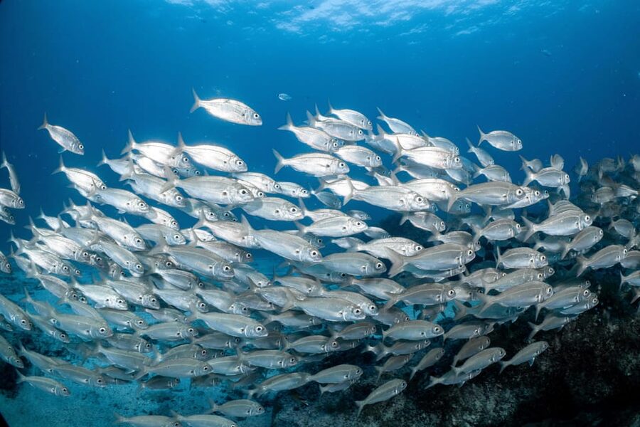 Lanzarote: Scuba Diving for Beginners with 2 Dives - A gentle introduction to Lanzarote underwater