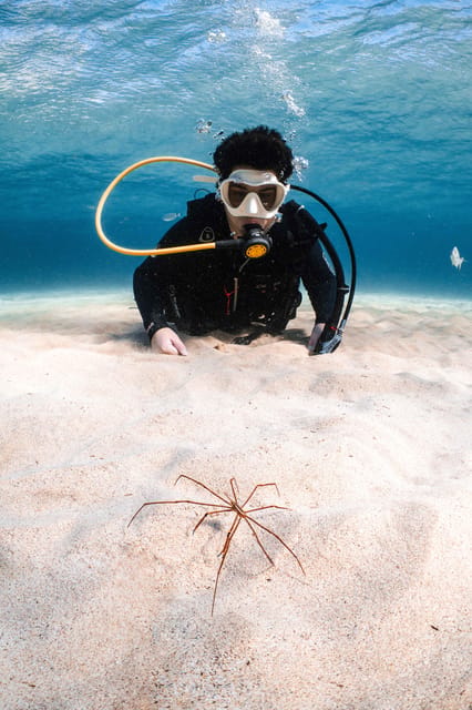Lanzarote: Scuba Diving for Beginners with 2 Dives - Is this the right Lanzarote activity for you?