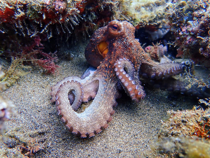 Lanzarote: Scuba Diving for Beginners with 2 Dives - Health limits and who should skip it