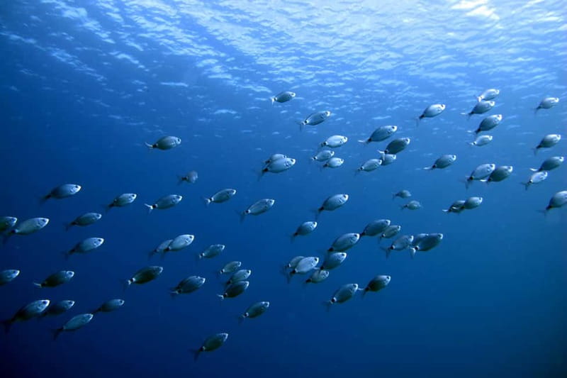 Lanzarote: Small-Group Discover Scuba Diving Costa Teguise - What happens during the 20-minute briefing