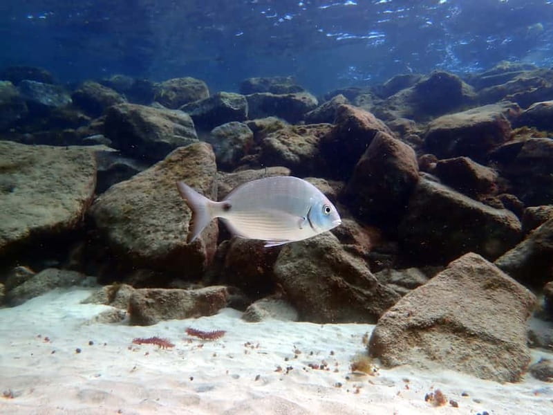 Lanzarote: Small-Group Discover Scuba Diving Costa Teguise - Entering the water from shore