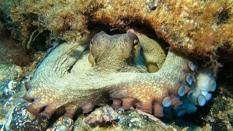 Lanzarote: Small-Group Discover Scuba Diving Costa Teguise - Looking for cuttlefish, octopuses, and breams