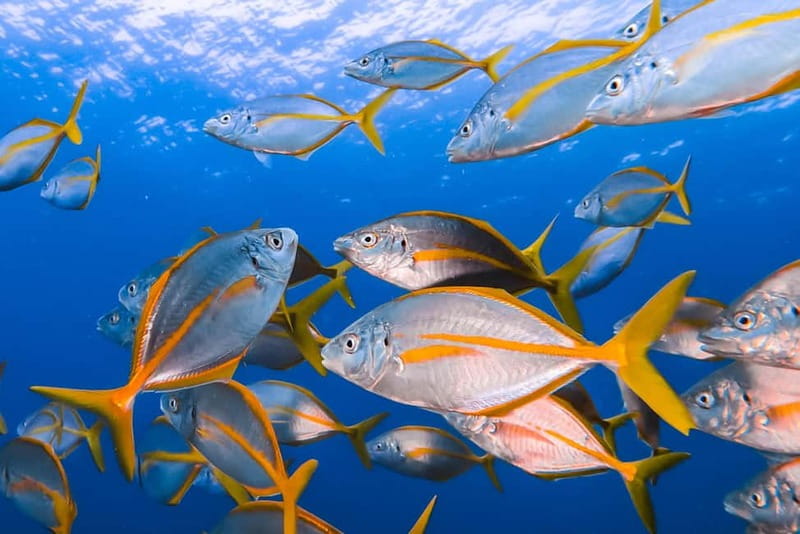 Lanzarote: Small-Group Discover Scuba Diving Costa Teguise - Why the three-person limit matters