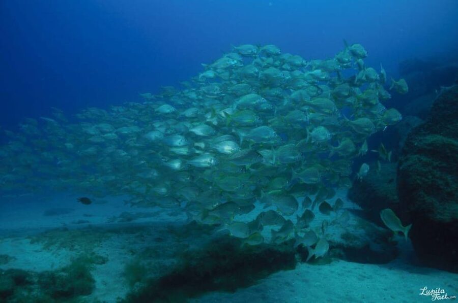 Lanzarote: Try Scuba Diving Experience - Meeting Lanzarote’s underwater world at an easy pace