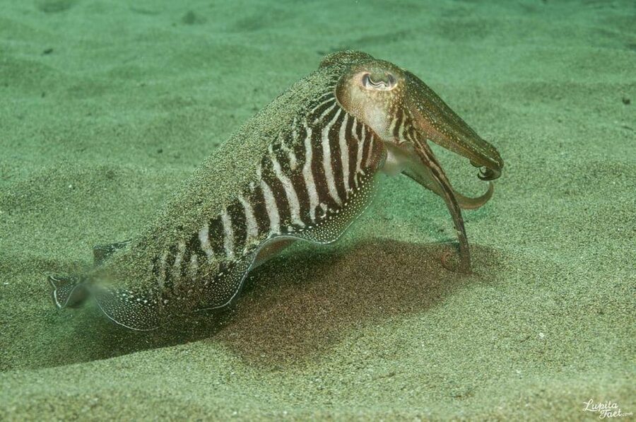 Lanzarote: Try Scuba Diving Experience - Choosing between 5 meters and 12 meters