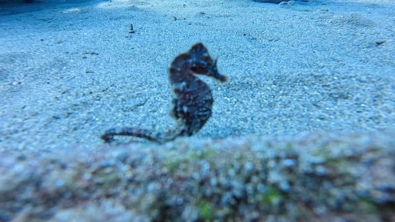Lanzarote Your First Scuba Diving Experience - What the two-hour Playa Chica session is really like