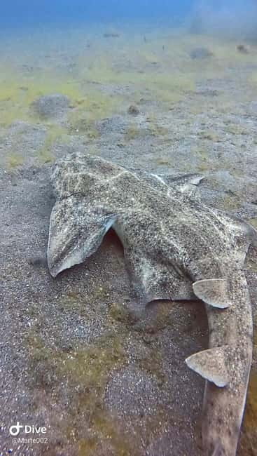 Lanzarote Your First Scuba Diving Experience - Who should book this Lanzarote scuba experience?