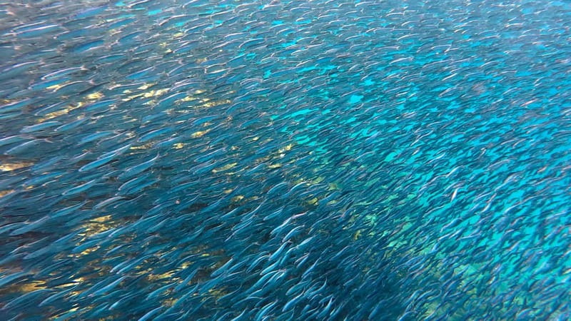 Lanzarote Your First Scuba Diving Experience - Learning to breathe before entering the sea