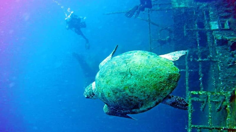 Larnaca: Private Zenobia Beginners Divers - Meeting the Zenobia with a first-time underwater session