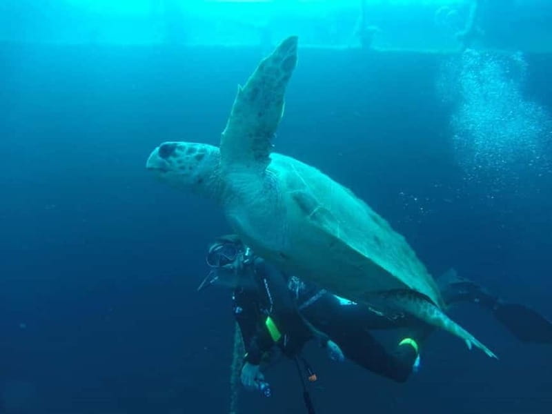 Larnaca: Private Zenobia Beginners Divers - What happens during the three-hour schedule