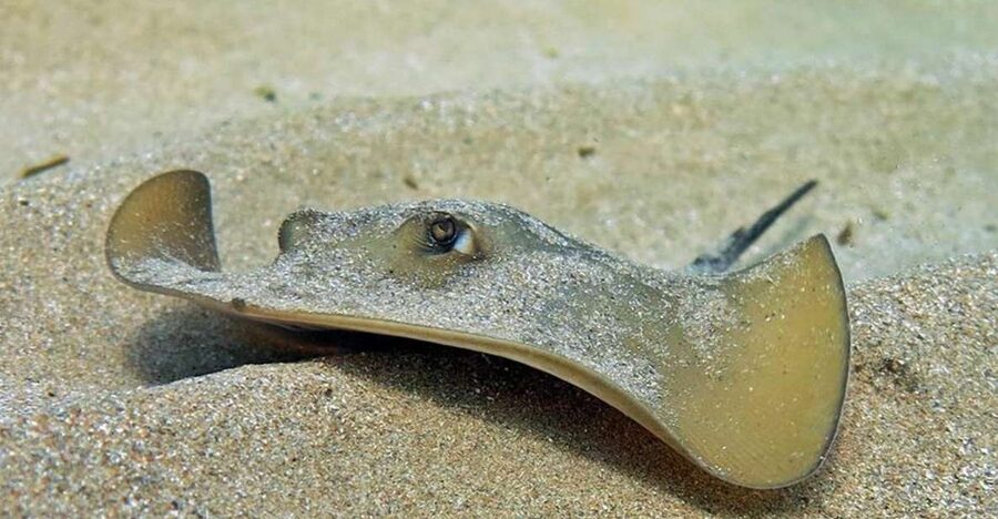 Las Canteras Scuba Diving - What the three-hour Las Canteras session is really like