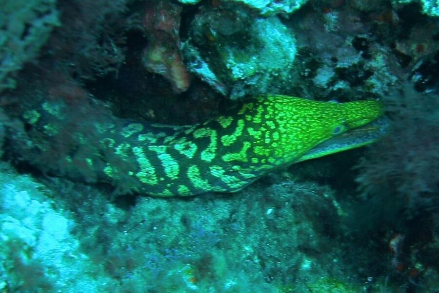 Las Canteras Scuba Diving - Why Las Canteras works for first-time scuba