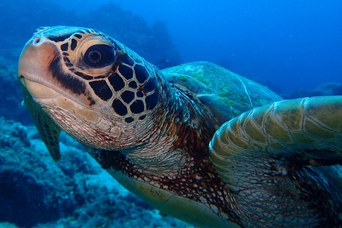 Learn to dive in 2 days Scuba Diver course - Health rules, age limits, and flight timing