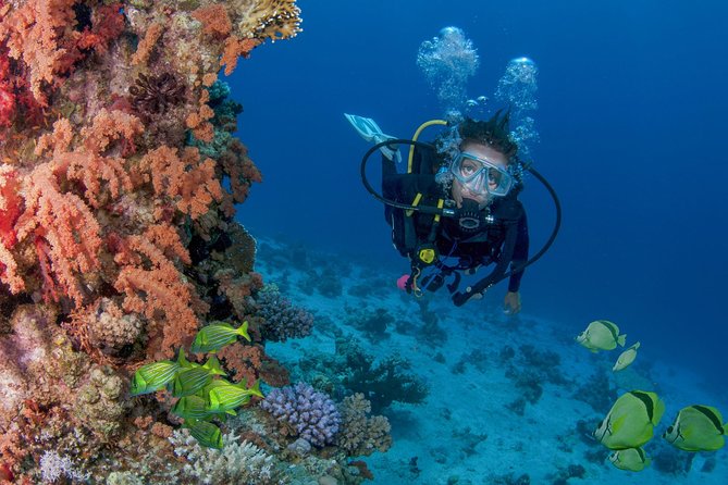 Learn to Scuba Dive in Cabo San Lucas with PADI - Starting gently with PADI instruction in San Jose del Cabo