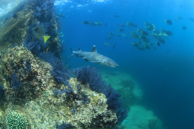 Learn to Scuba Dive in Cabo San Lucas with PADI - Health rules and who should skip it