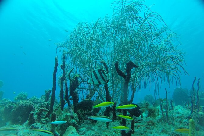 Learn to Scuba Dive in Punta Cana - Limitations you should weigh before booking
