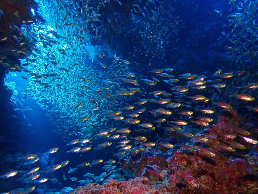 Lisbon: Try Dive in Arrábida Marine Reserve Setubal Sesimbra - Why the instruction matters for beginners