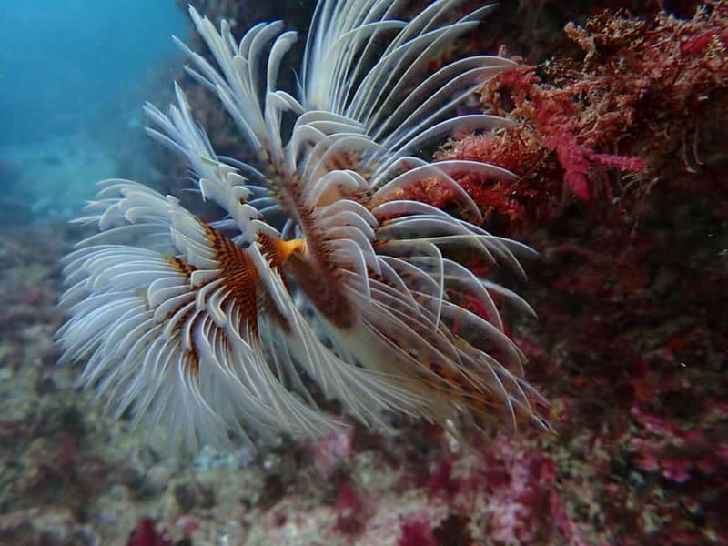 Lisbon: Try Scuba Diving in Arrábida Marine Reserve w/photos - Your first breaths below the surface