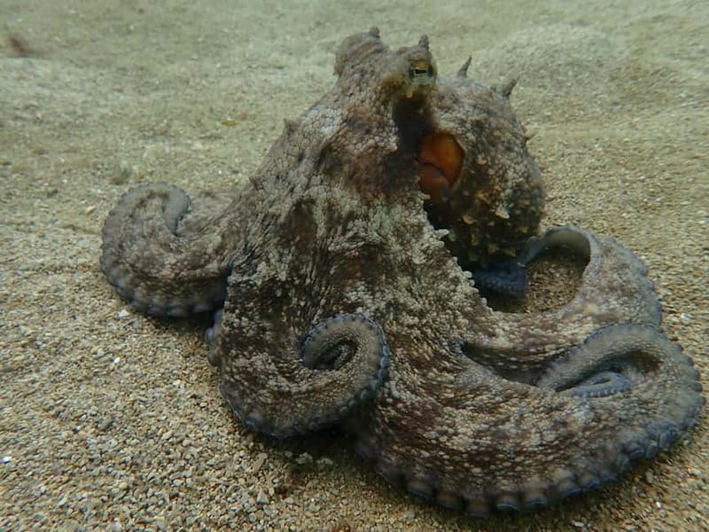 Lisbon: Try Scuba Diving in Arrábida Marine Reserve w/photos - Why the instructors matter for beginners