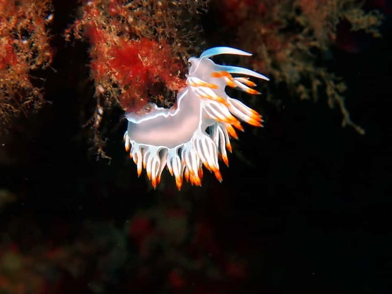 Lisbon: Try Scuba Diving in Arrábida Marine Reserve w/photos - What the $106 price includes