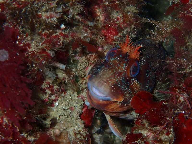 Lisbon: Try Scuba Diving in Arrábida Marine Reserve w/photos - Who will enjoy this most