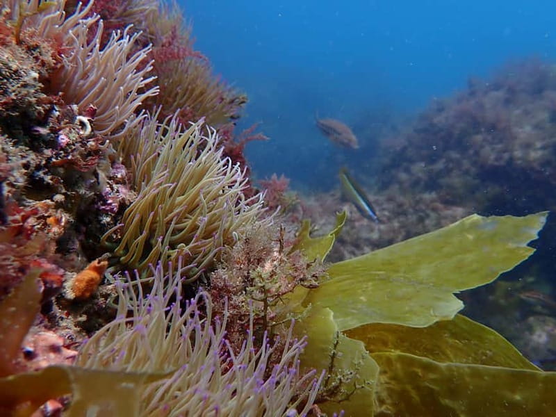 Lisbon: Try Scuba Diving in Arrábida Marine Reserve w/photos - Should you book this Arrábida scuba session?