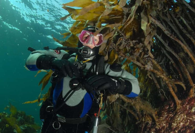 Lofoten: First Time Scuba Diving Experience - Key points to know before booking