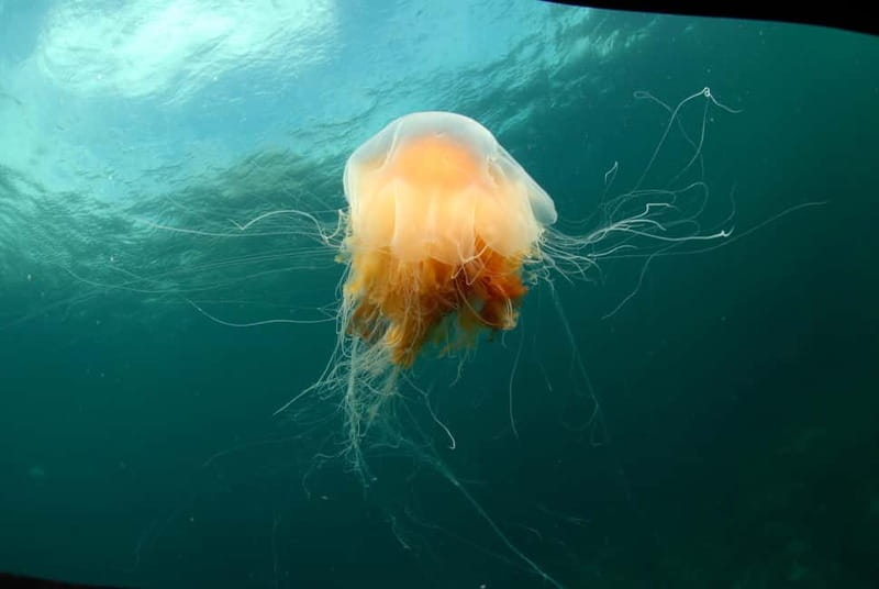 Lofoten: First Time Scuba Diving Experience - What this Lofoten scuba experience really offers