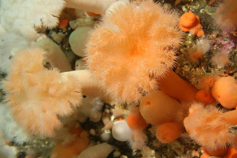 Lofoten: First Time Scuba Diving Experience - The 30-minute briefing comes first