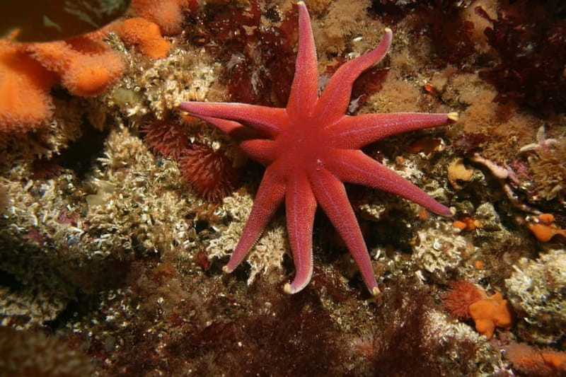 Lofoten: First Time Scuba Diving Experience - Simple exercises before the underwater session