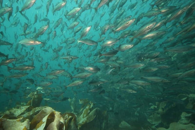 Lofoten: First Time Scuba Diving Experience - Who will enjoy this most