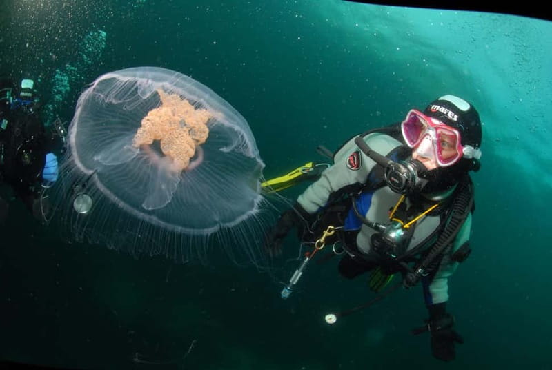 Lofoten: First Time Scuba Diving Experience - Meeting at Øyaveien 31 by the waterfront