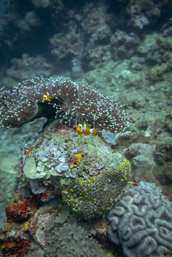 Lombok: Open Water Diver Course - Key points to know before booking