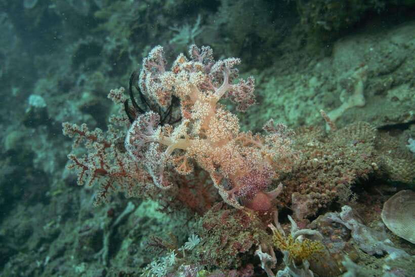 Lombok: Open Water Diver Course - The 15-minute speedboat ride to Gili Kondo