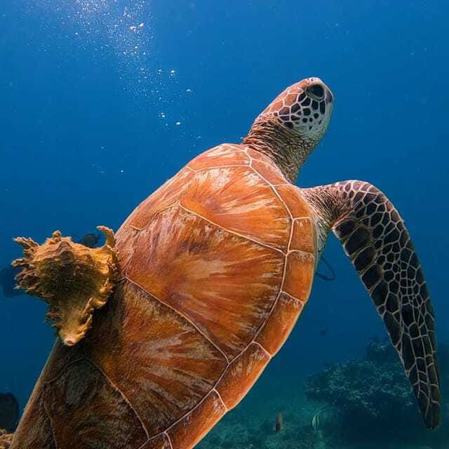 Lombok: Open Water Diver Course - The one-hour break between sessions
