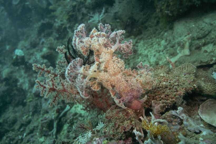 Lombok: Open Water Diver Course - What makes this course a good fit