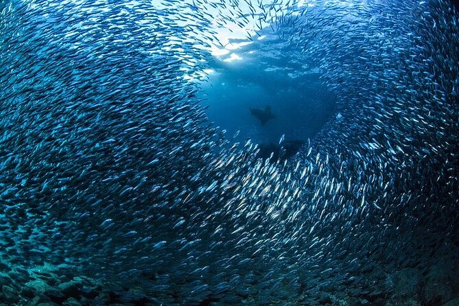 Los Cabos 1 tank dive to Land’s End (Certified Divers) - Who should book this Cabo outing?