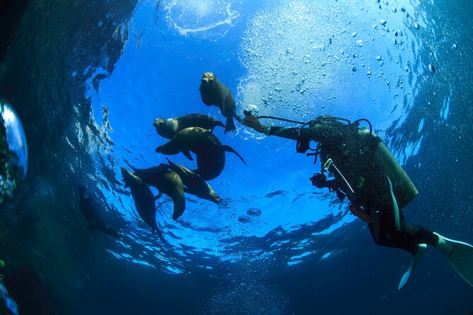 Los Cabos 2 tanks dive to The Corridor (Certified divers) - Why Los Cabos makes a strong underwater base