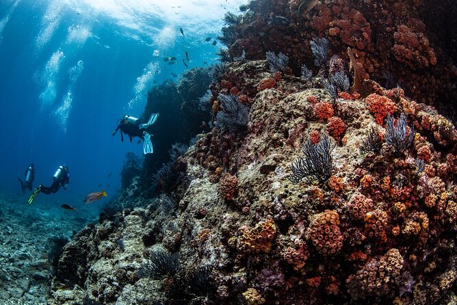 Los Cabos 2 tanks dive to The Corridor (Certified divers) - What the $147 price really covers