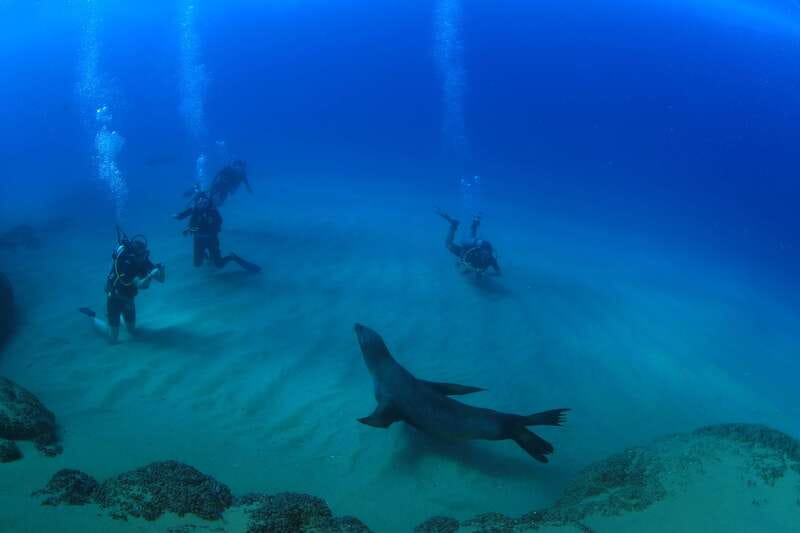 Los Cabos 3-Hour Certified Scuba Diving Tour - Two underwater sites near Cabo San Lucas