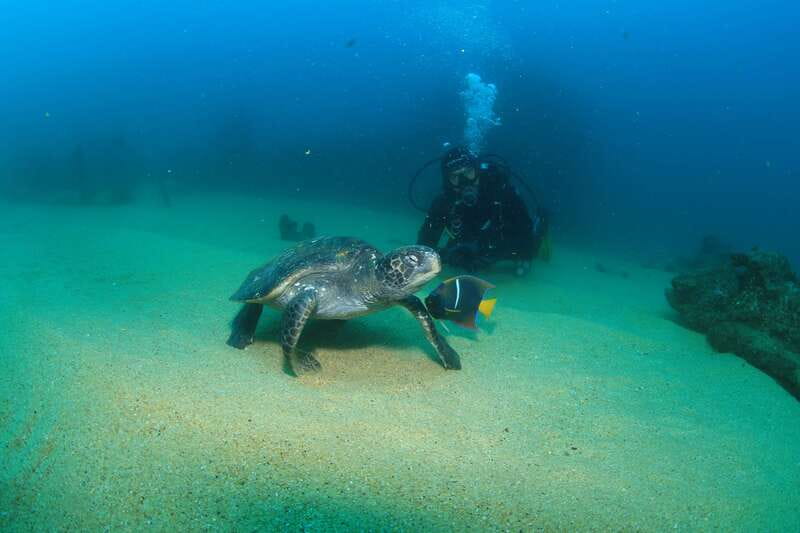 Los Cabos 3-Hour Certified Scuba Diving Tour - Sea of Cortes marine life and underwater scenery