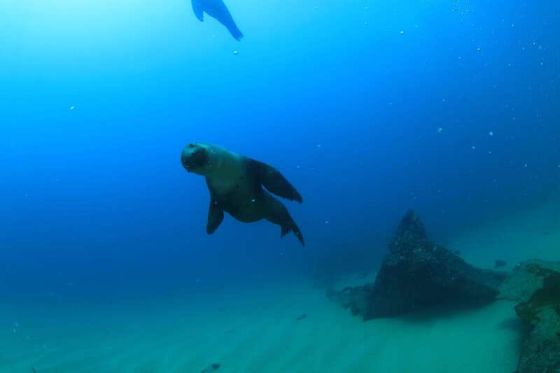 Los Cabos 3-Hour Certified Scuba Diving Tour - Should you book the Cabo scuba tour?