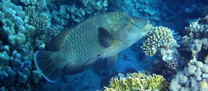 Los Cabos: 3-Hour Introductory Scuba Diving Adventure - Key points to know before you book