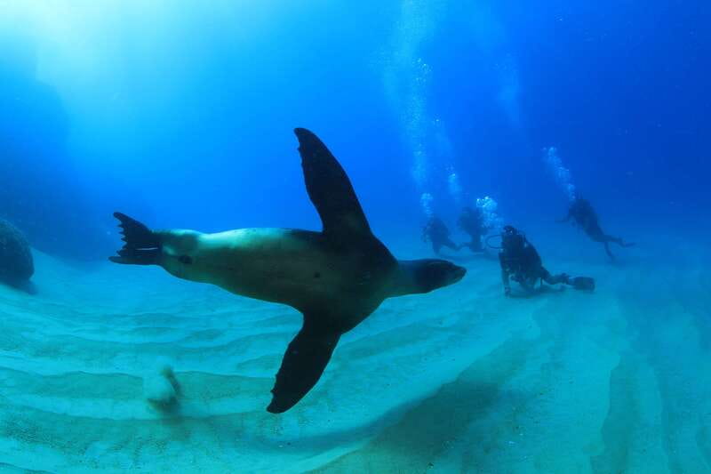 Los Cabos: 3-Hour Introductory Scuba Diving Adventure - Practical ways to enjoy the session