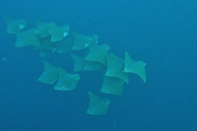 Los Cabos Beginner Scuba Dive Experience - Meeting fish and reefs in Cabo San Lucas Bay